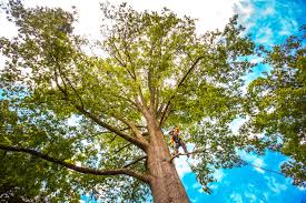 How Our Tree Care Process Works  in  Booneville, MS