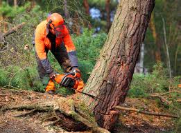 Best Tree Trimming and Pruning  in Booneville, MS