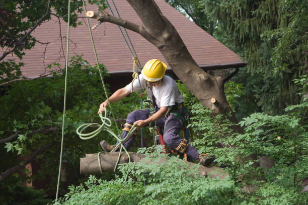 Best Tree Disease Treatment  in Booneville, MS