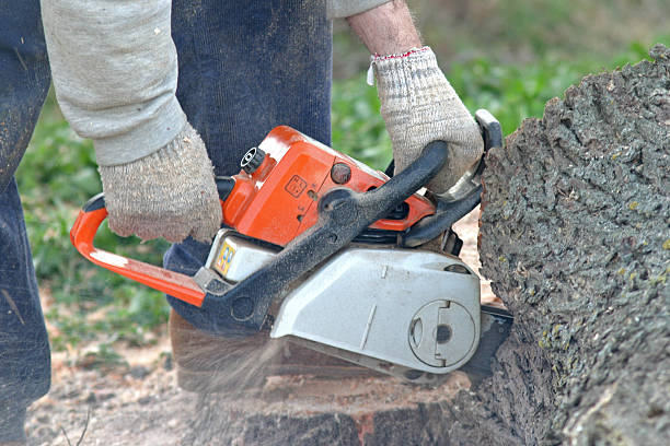 Lawn Renovation and Restoration in Booneville, MS