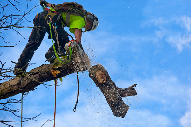 Best Weed Control  in Booneville, MS